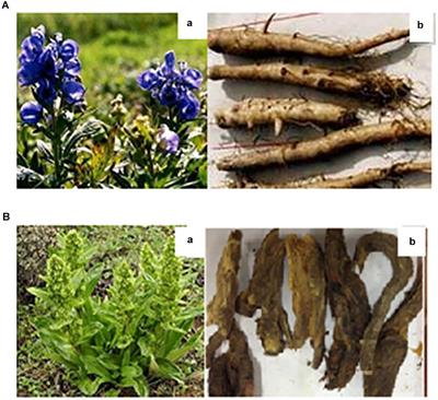 Effects of Veratrilla baillonii Extract on Hepatic Gene Expression Profiles in Response to <mark class="highlighted">Aconitum</mark> brachypodum-Induced Liver Toxicity in Mice
